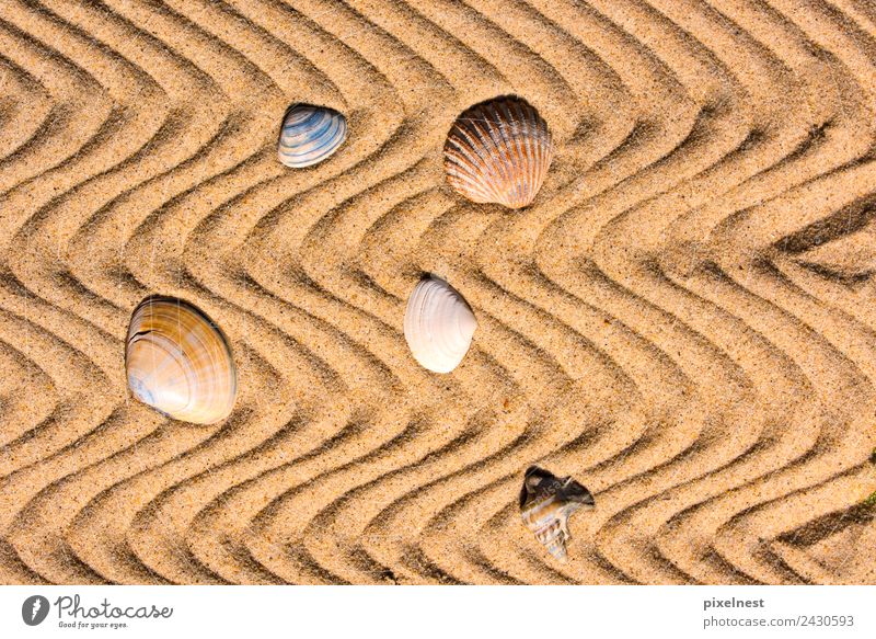 Shells in the Sand Joy Vacation & Travel Summer Summer vacation Beach Waves Warmth Mussel Stripe Maritime Warm-heartedness Calm Relaxation Leisure and hobbies