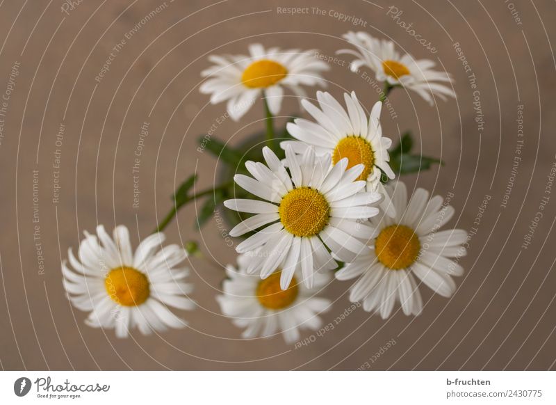 daisy bouquet Nature Summer Flower Wild plant Esthetic Friendliness Love Beautiful Marguerite Bouquet Terrace Blossoming Herbaceous plants Society Multiple