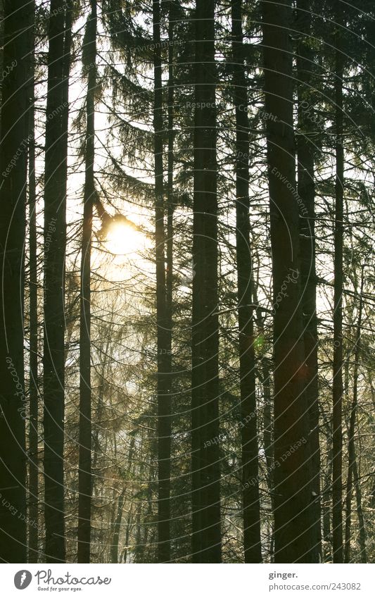 Light into the darkness Environment Nature Plant Tree Forest Dark Coniferous trees Closed Permeate Lighting Illuminate Tree trunk Tall Lens flare Sun