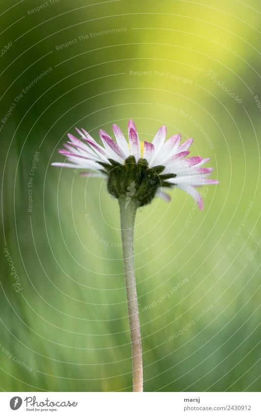 Daisies from the frog's eye view in the light of the sun| Nullachtfünfzehn Daisy Blossoming flowers Life Purity Light green Small Harmonious Nature Plant spring