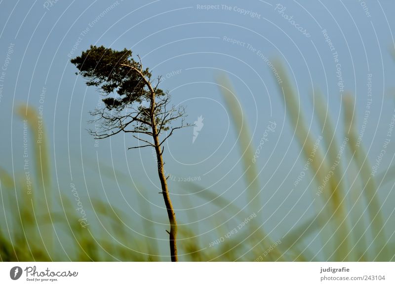 western beach Environment Nature Landscape Plant Sky Cloudless sky Tree Grass Coast Growth Natural Wild Wind cripple Darss Western Beach Colour photo