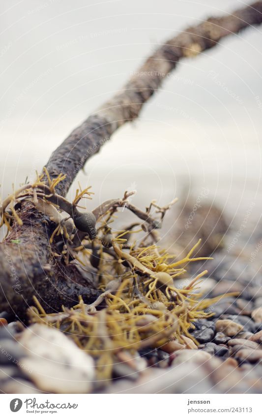 mermaid hair Environment Nature Plant Stone Wood Wet Natural Flotsam and jetsam Beach Algae Colour photo Subdued colour Exterior shot Close-up Detail Pattern