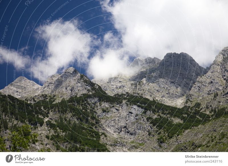 Chasing for its summit ... Nature Landscape Plant Sky Clouds Summer Beautiful weather Tree Bushes Forest Rock Alps Mountain Watzmann Berchtesgaden Bavaria Peak