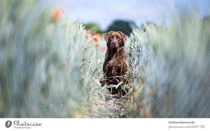 Brown Labrador retriever in poppy field Spring Plant Poppy blossom Wheatfield Pet Dog Nature Colour photo Exterior shot Day Shallow depth of field