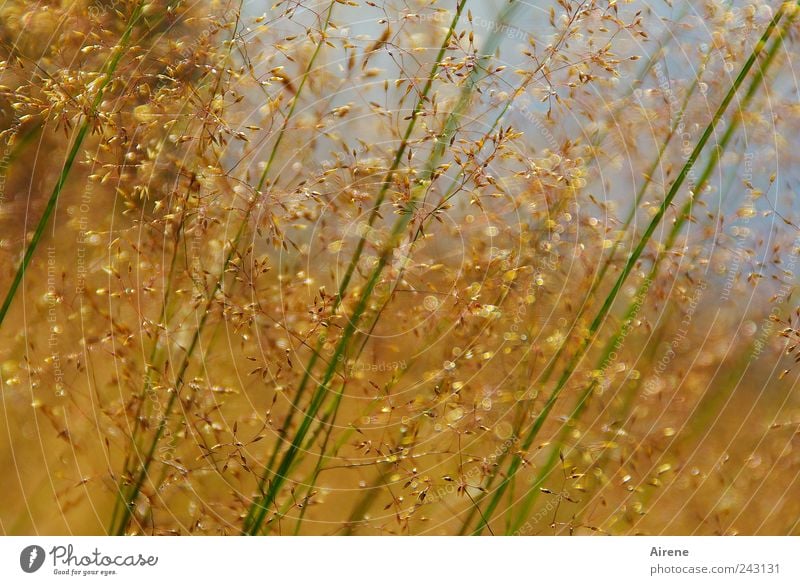 summer weeds Summer Beautiful weather Grass Blade of grass Meadow Movement Growth naturally Blue Gold Green Calm faint Delicate Graceful Shallow depth of field