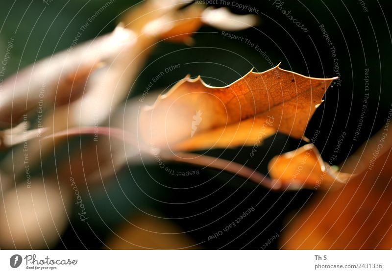 leaf Nature Plant Spring Summer Autumn Leaf Movement Blossoming Faded Esthetic Authentic Simple Elegant Happiness Fresh Natural Green Orange Serene Patient Calm