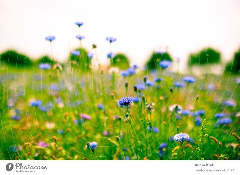 wildflower meadow Nature Plant Horizon Summer Flower Grass Blossom Wild plant Meadow Blossoming Fragrance Free Friendliness Happiness Fresh Happy Natural