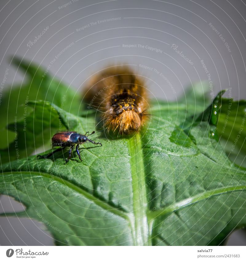 encounter Nature Spring Plant Leaf Beetle Caterpillar 2 Animal Crawl Curiosity Brown Gray Green Insect Larva Encounter Colour photo Macro (Extreme close-up)