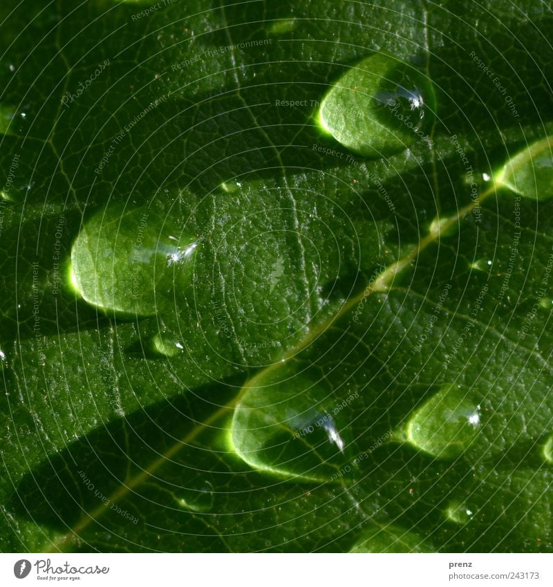 small magnifiers Nature Plant Water Drops of water Rain Bushes Wild plant Green Magnifying effect Rachis Sunbeam Reflection Dripping Colour photo Close-up