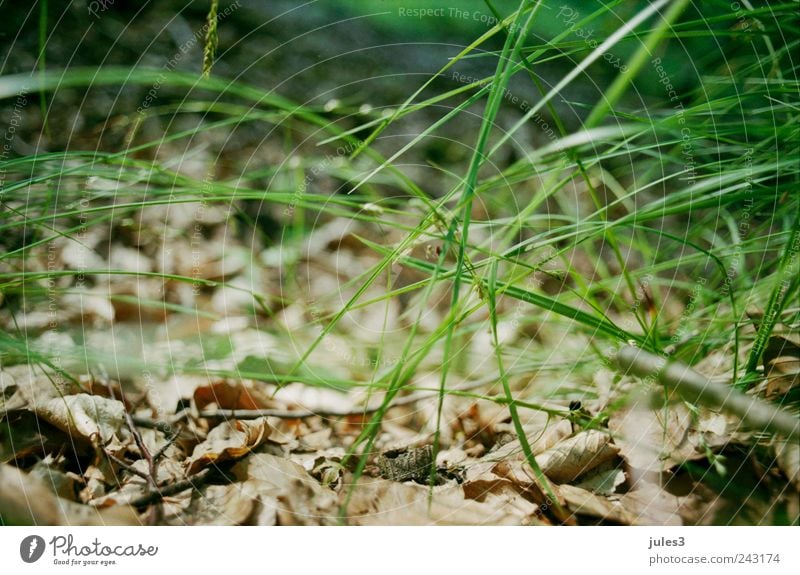 Forest - hidden Hiking Nature Plant Grass Under Multicoloured Exterior shot Deserted Day Shallow depth of field Worm's-eye view