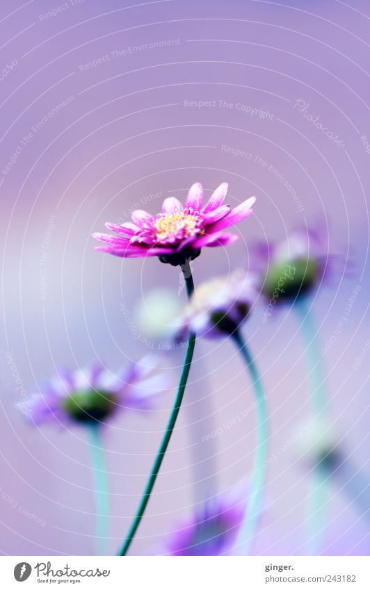 et voilà ! Environment Nature Plant Flower Leaf Blossom Blossoming Blossom leave Stalk Pink Violet Multiple stick out Towering Colour photo Multicoloured