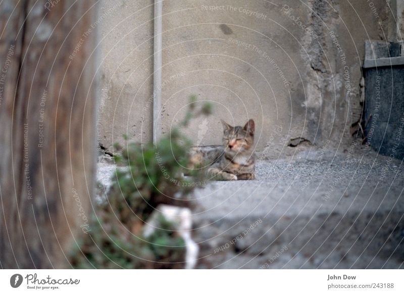 cat's life Grass Bushes Outskirts Facade Animal Cat 1 Lie Contentment Flake off Walking Asphalt Goof off Indifferent Blur Animal portrait