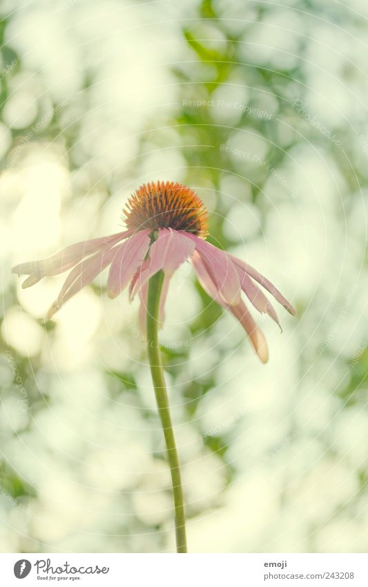 sun-spotted Nature Plant Flower Fragrance Stalk Blossom leave Rudbeckia Colour photo Multicoloured Exterior shot Close-up Pattern Deserted Copy Space top