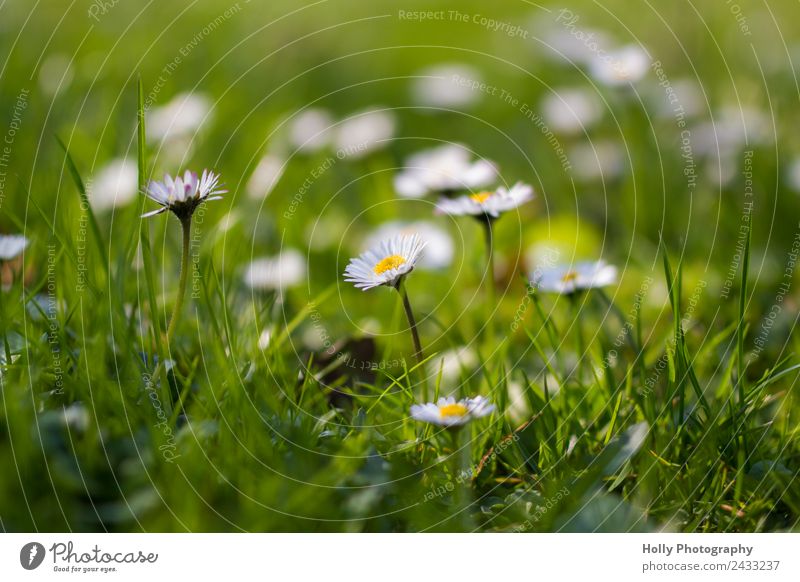 little flower Environment Nature Plant Spring Summer Flower Grass Blossom Foliage plant Wild plant Garden Park Meadow Field Fragrance Feeding Looking Happiness