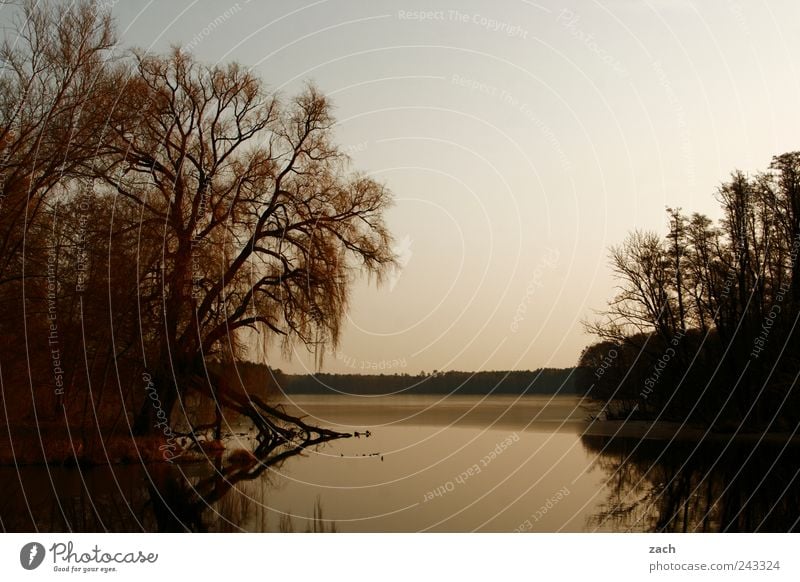 Brandenburg Nature Water Autumn Tree Grass Waves Coast Lakeside Pond Animal Bird Relaxation Dark Calm Loneliness Idyll Reflection Colour photo Subdued colour