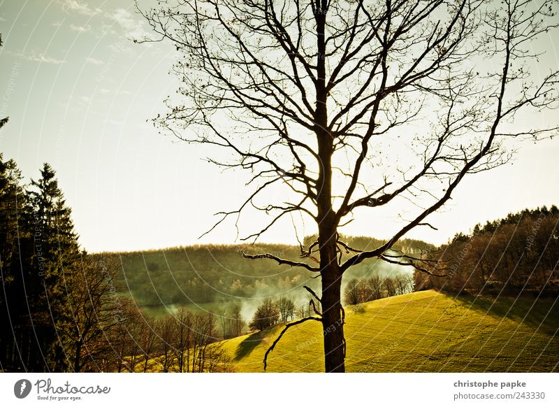 pure nature Environment Nature Landscape Beautiful weather Meadow Forest Hill Deserted Infinity Idyll Calm Far-off places Colour photo Exterior shot Dawn Day