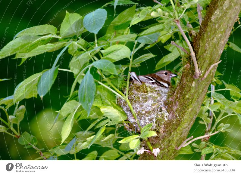 "Respect" Environment Nature Plant Animal Elder Garden Park Forest Bird Chaffinch 1 Observe Gray Green Considerate Protect Parental care Colour photo