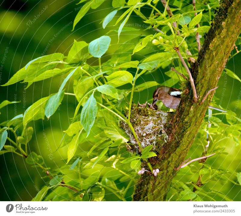 Bookfinch brings water to his boy Environment Nature Spring Summer Plant Tree Elder Park Forest Animal Wild animal Bird Chaffinch Baby animal Feeding Drinking