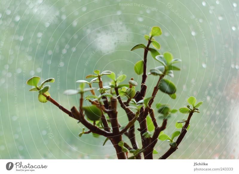 how much longer? Nature Drops of water Plant Tree Foliage plant Pot plant money tree pfennig tree Window Bright Cold Sadness Wait Boredom Calm Rain Window pane