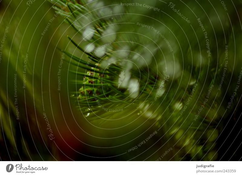 forest Environment Nature Plant Water Drops of water Rain Tree Pine Fresh Wet Natural Green Colour photo Exterior shot Day Blur