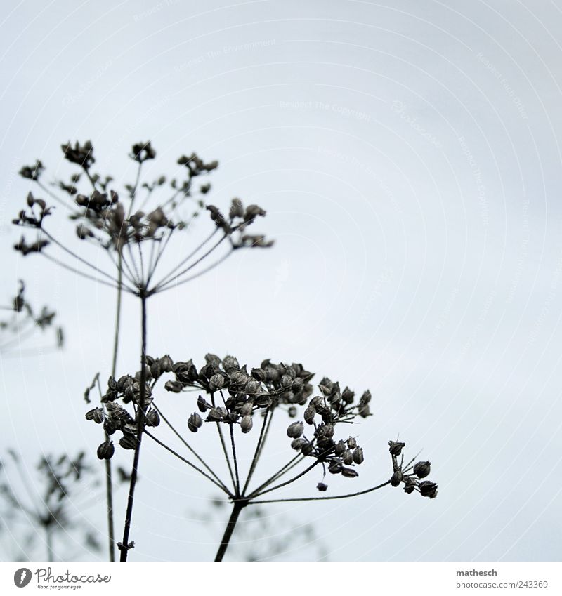 title casting Nature Sky Autumn Plant Bushes Wild plant Dry Blue Black Apiaceae Seed Colour photo Subdued colour Exterior shot Close-up Deserted