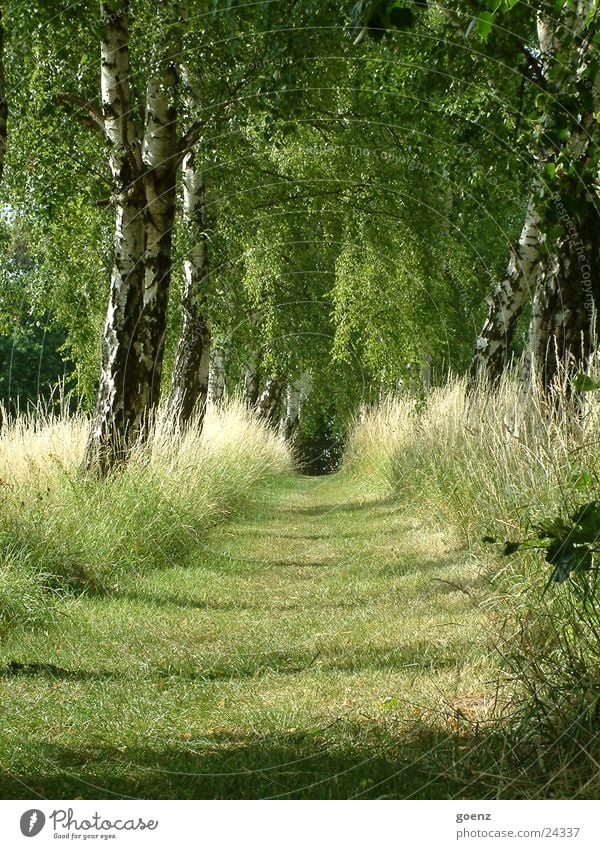 birch avenue Birch tree Tree Avenue Grass Romance Green