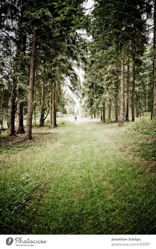 follow the forest trail II Human being 1 Environment Nature Landscape Forest Brown Green Emotions Moody Joie de vivre (Vitality) Hiking Lanes & trails