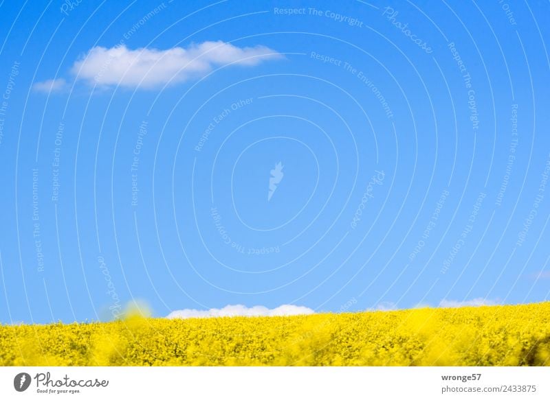 A flowering field of rapeseed under a blue sky Environment Landscape Plant Sky Clouds Spring Beautiful weather Agricultural crop Canola Canola field Field