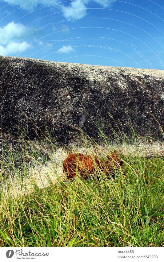 Coconut in the grass Harmonious Relaxation Vacation & Travel Summer Summer vacation Environment Nature Plant Grass Rock Stone Simple Green Happy Contentment