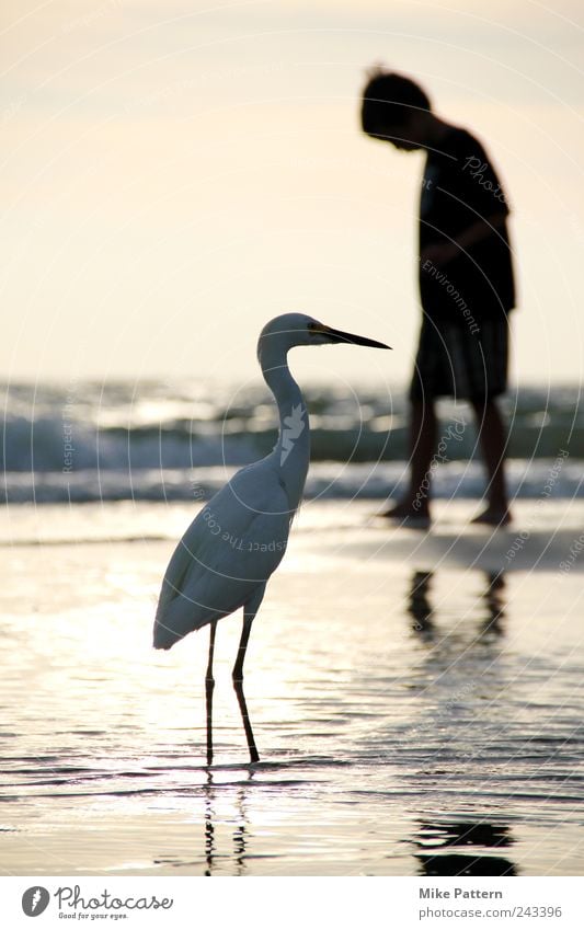 encounter Summer Beach Ocean Masculine Boy (child) 1 Human being Nature Water Horizon Animal Bird Going Looking Exotic Friendliness Near Friendship