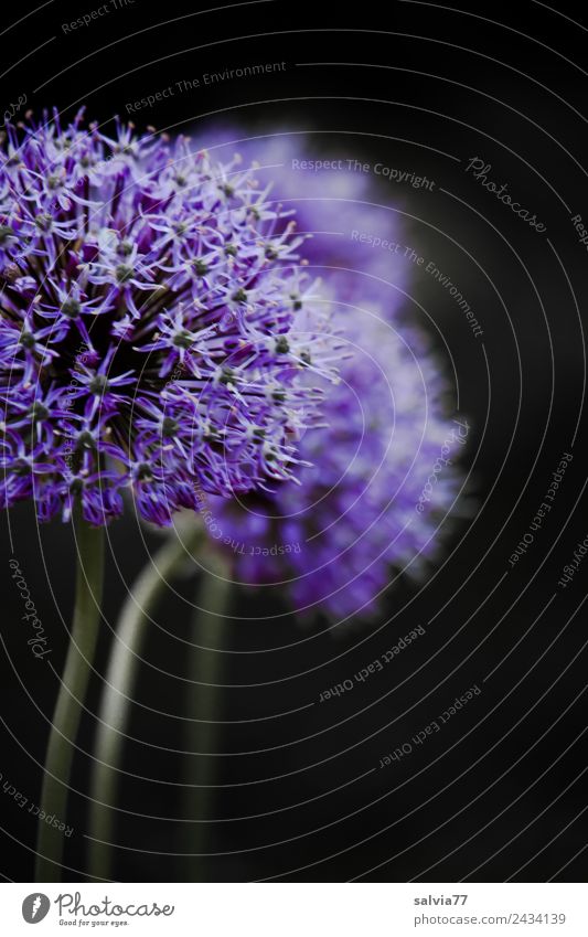 spring starlet Nature Plant Spring Flower Blossom ornamental garlic Garden Blossoming Fragrance Esthetic Violet Contrast Spherical Leek Colour photo