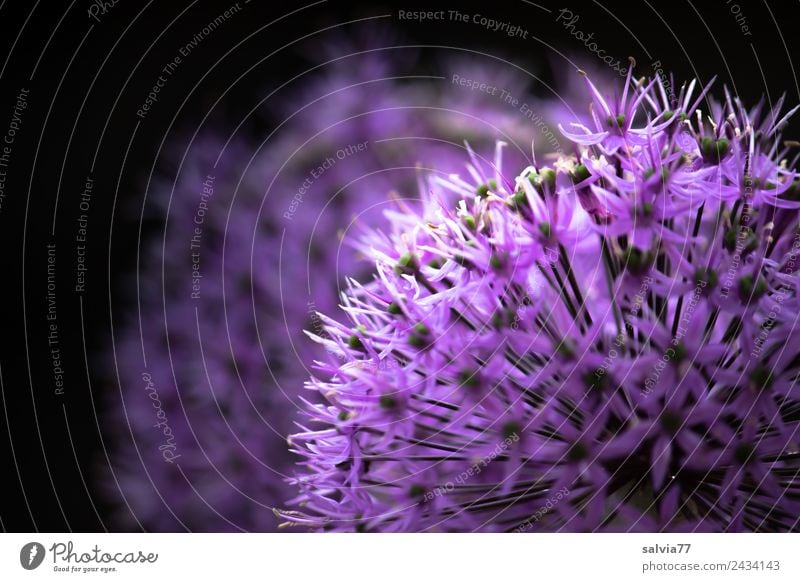 purple starlet Harmonious Well-being Relaxation Calm Nature Plant Spring Flower Blossom Leek ornamental garlic Bulb flowers Spring flower Garden Park Blossoming