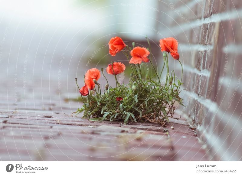 break on through Flower Gray Green Red Poppy Ground Wall (building) Paving stone Eternity Individual Doomed Assertiveness Colour photo Exterior shot Deserted