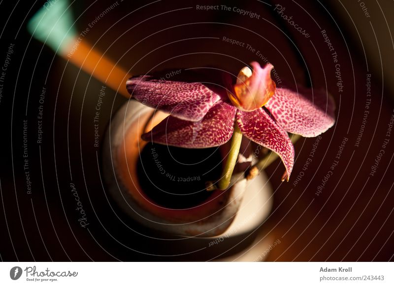 Archibald Nature Flower Orchid Flower vase Esthetic Elegant Exotic Natural Positive Happiness Romance Peace Hope Joie de vivre (Vitality) Colour photo