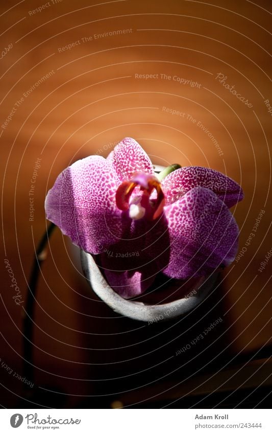 Archibald 2 Nature Plant Flower Orchid Flower vase Living or residing Esthetic Elegant Exotic Happiness Beautiful Natural Positive Happy Design Hope