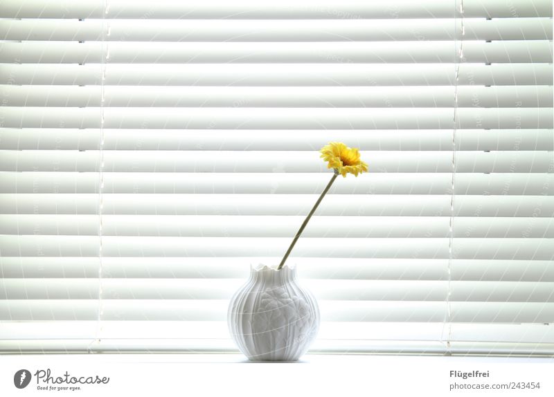 discreet Stripe Fresh Reduced Flower False Individual Loneliness Bright Yellow Summer Summery Venetian blinds Vase Ornate White Style Plant Window board