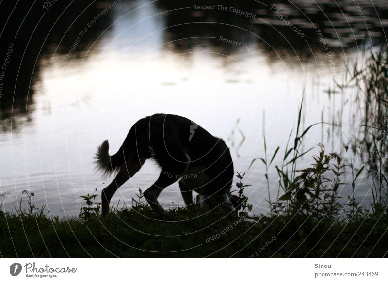 Summer evening at the lake Environment Nature Landscape Water Sunrise Sunset Beautiful weather Grass Common Reed Lakeside Animal Pet Dog Drinking Calm