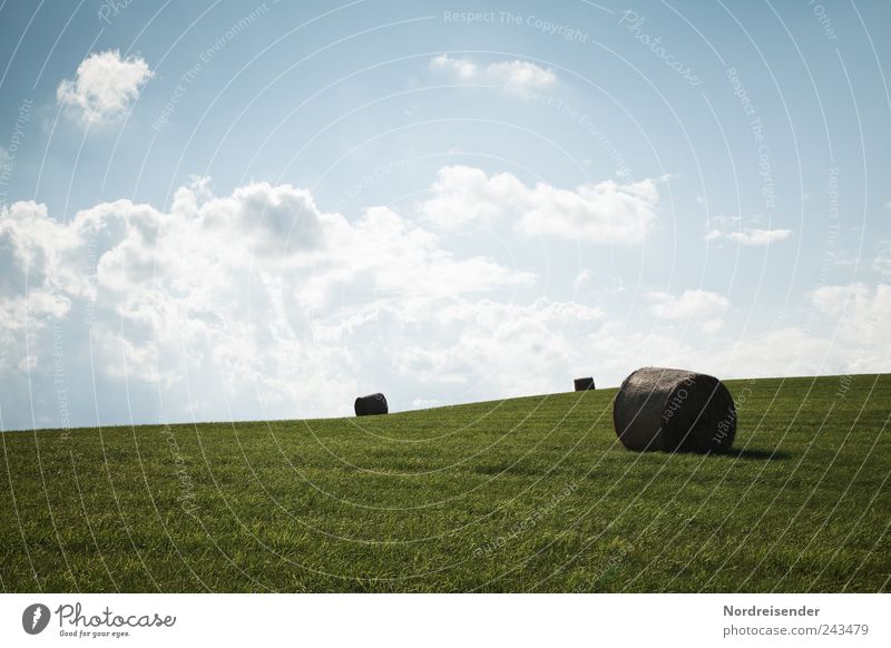 sunbath Organic produce Summer Mountain Profession Agriculture Forestry Renewable energy Nature Landscape Sky Clouds Climate Beautiful weather Grass Juicy Blue