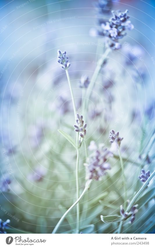 purplelyblue Decoration Nature Plant Summer Flower Agricultural crop Wild plant Lavender Garden Meadow Fragrance Growth Esthetic Thin Elegant Fresh Bright