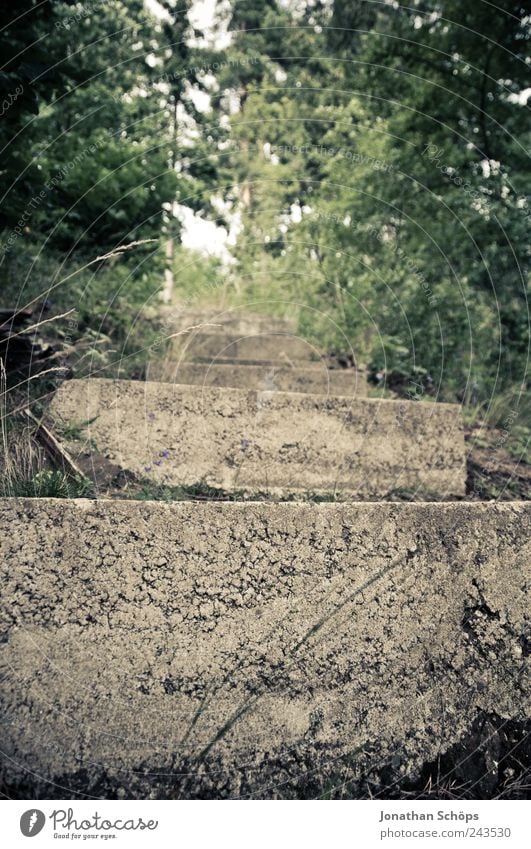 Steps in the forest Environment Nature Park Forest Brown Green Hiking Grass Go up Concrete Hard Exterior shot Rising Worm's-eye view Deception Above Under