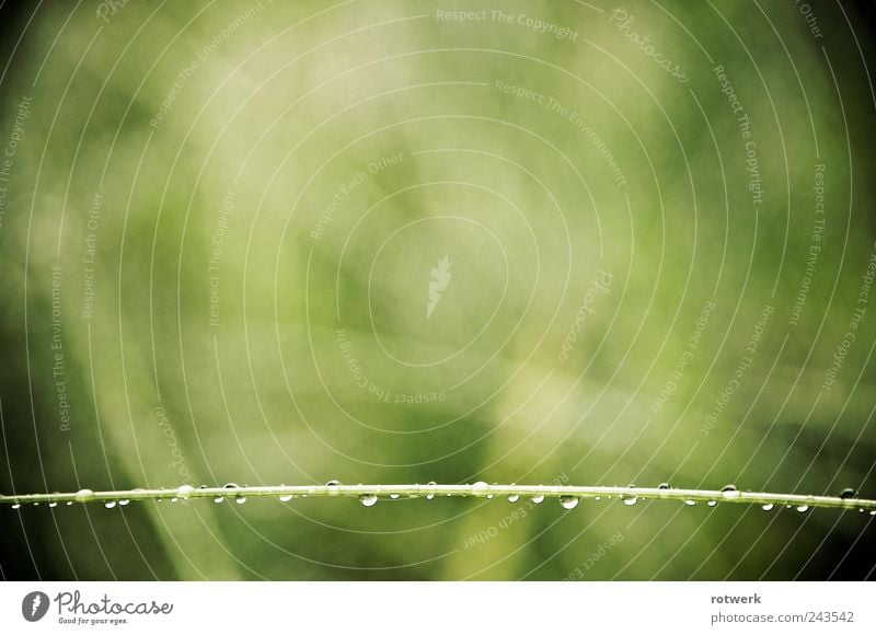 Straight in the green Nature Plant Spring Grass Wild plant Garden Meadow Authentic Green Surprise Loneliness Esthetic Serene Contentment Grief Transience