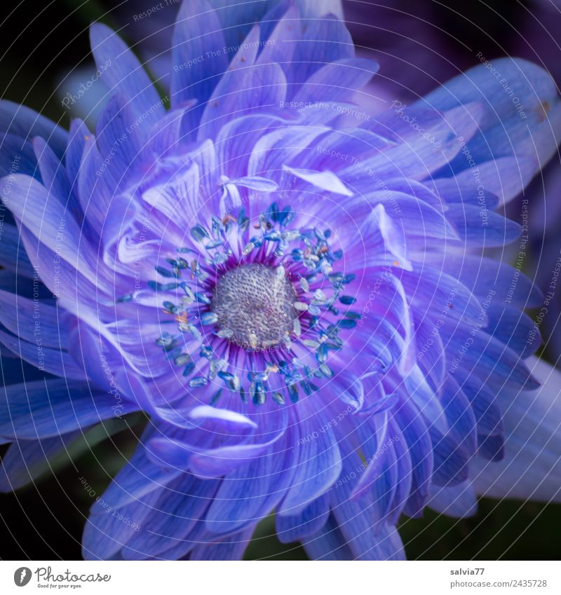 floral pattern Nature Plant Spring Summer Flower Blossom Anemone Spring flower Garden Fragrance Beautiful Blue Esthetic Design Classification Colour photo