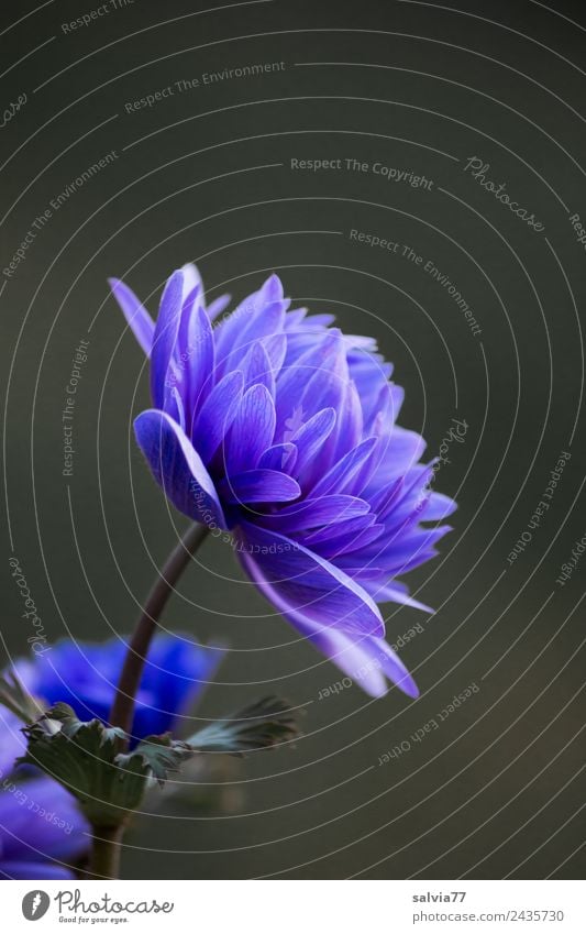 blue anemone Harmonious Calm Fragrance Garden Plant Spring Flower Blossom Spring flower Anemone Blossoming Esthetic Blue Design Colour photo Exterior shot