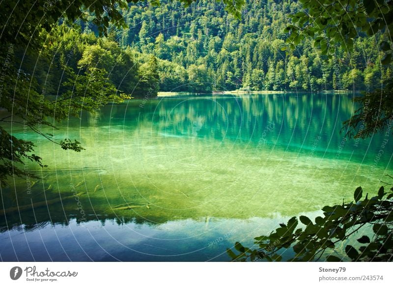 mountain lake Nature Landscape Water Summer Beautiful weather Tree Forest Lakeside Clean Green Calm Purity Loneliness Relaxation Mountain lake clear Log