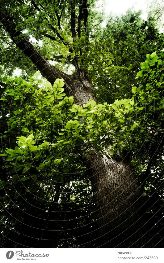 Oak view Environment Nature Landscape Plant Summer Tree Forest Embrace Brown Green Black Power Honest Authentic Esthetic Contentment Sustainability Perspective