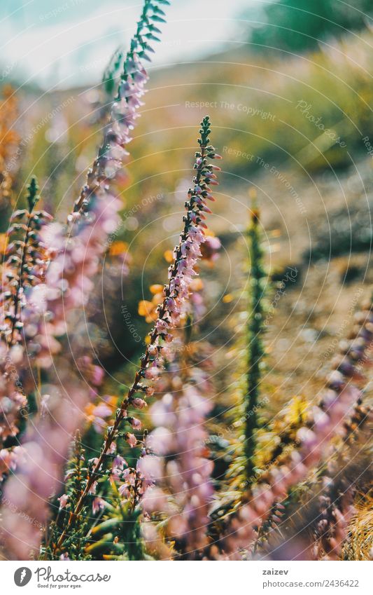 pink flowers of calluna vulgaris in a field at sunset Beautiful Summer Environment Nature Plant Flower Bushes Leaf Blossom Foliage plant Wild plant Garden Park