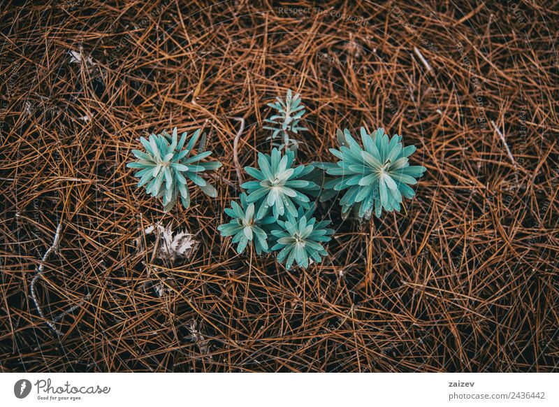 euphorbia seen from above on ground of dried pine leaves Beautiful Vacation & Travel Mountain Wallpaper Environment Nature Plant Earth Bushes Leaf Foliage plant