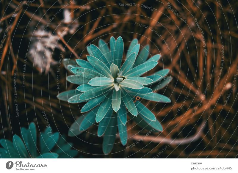 euphorbia seen from above on ground of dried pine leaves Beautiful Vacation & Travel Mountain Wallpaper Environment Nature Plant Earth Bushes Leaf Foliage plant