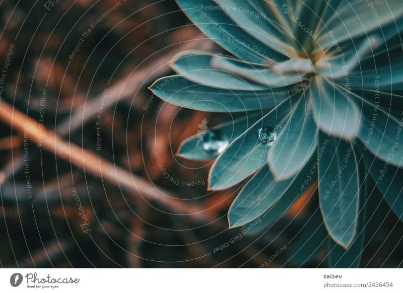 Euphorbia leaves with water drops isolated Beautiful Garden Environment Nature Plant Water Drops of water Bushes Leaf Foliage plant Wild plant Park Meadow Field