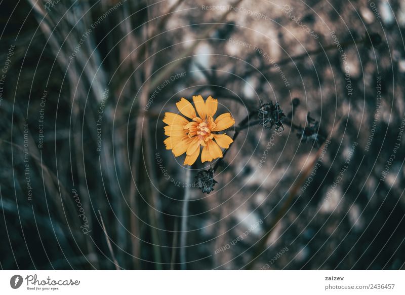 a yellow and small flower isolated in the field Design Beautiful Summer Garden Wallpaper Environment Nature Plant Flower Leaf Blossom Park Small Natural Wild